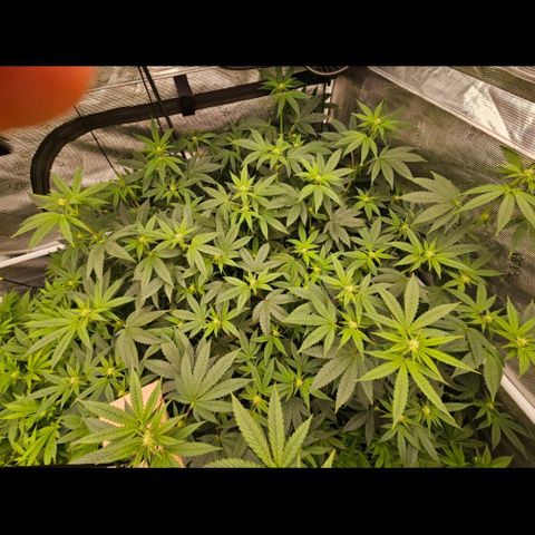 Tropicana cookies X Grandpa's cookies #10 #1 growlog timeline photo