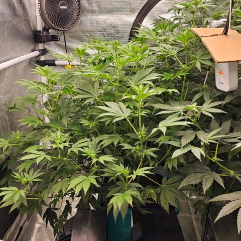 Tropicana cookies X Grandpa's cookies #10 #1 growlog timeline photo