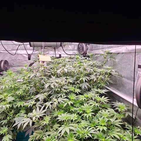 Tropicana cookies X Grandpa's cookies #10 #1 growlog timeline photo