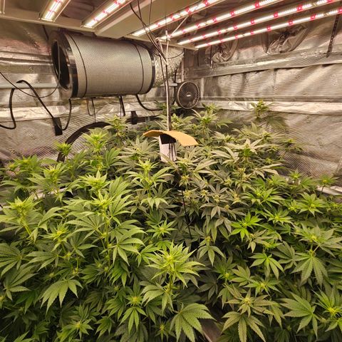 Tropicana cookies X Grandpa's cookies #10 #1 growlog timeline photo