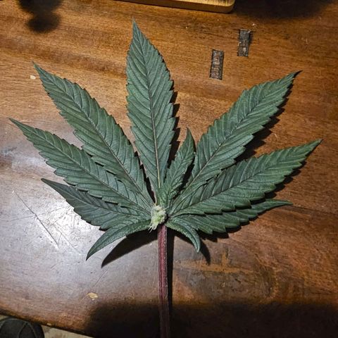 Tropicana cookies X Grandpa's cookies #10 #1 growlog photo: This PHENO is loaded with these. It's been a mutant from the start but now it's starting to show her beauty. 