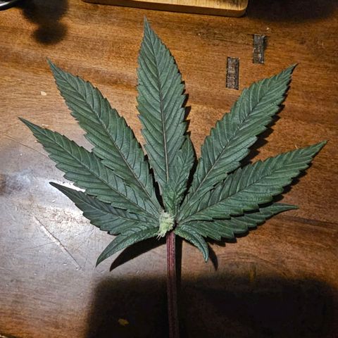 Tropicana cookies X Grandpa's cookies #10 #1 growlog photo: This PHENO is loaded with these. It's been a mutant from the start but now it's starting to show her beauty. 