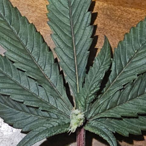 Tropicana cookies X Grandpa's cookies #10 #1 growlog photo: This PHENO is loaded with these. It's been a mutant from the start but now it's starting to show her beauty. 