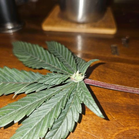 Tropicana cookies X Grandpa's cookies #10 #1 growlog photo: This PHENO is loaded with these. It's been a mutant from the start but now it's starting to show her beauty. 