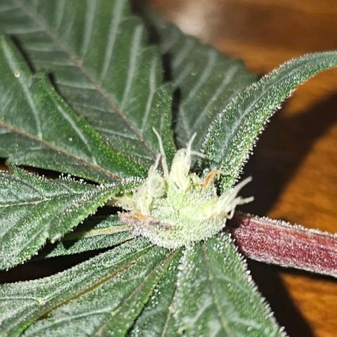 Tropicana cookies X Grandpa's cookies #10 #1 growlog photo: This PHENO is loaded with these. It's been a mutant from the start but now it's starting to show her beauty. 