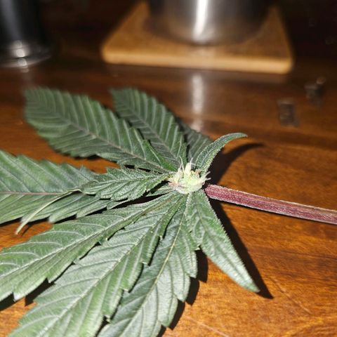 Tropicana cookies X Grandpa's cookies #10 #1 growlog photo: This PHENO is loaded with these. It's been a mutant from the start but now it's starting to show her beauty. 