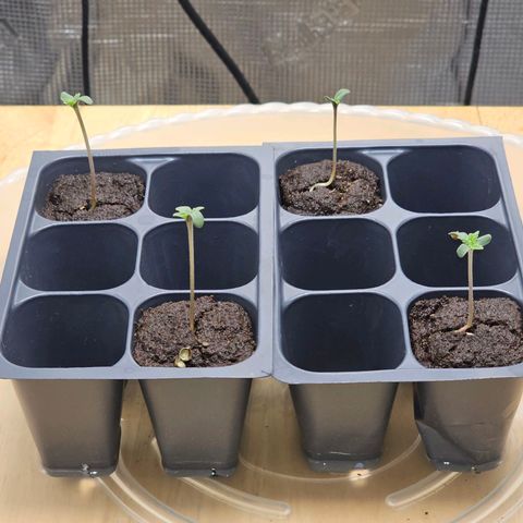 Rainbow candy #1 (LIT) growlog photo