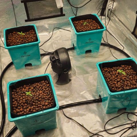 Rainbow candy #1 (LIT) growlog photo