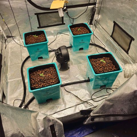 Ricky Bobby #1 (LIT) growlog timeline photo