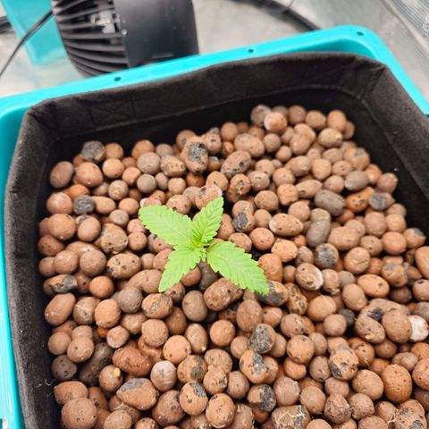 Rainbow candy #1 (LIT) growlog timeline photo