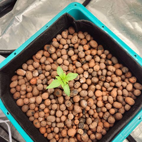 Rainbow candy #1 (LIT) growlog timeline photo