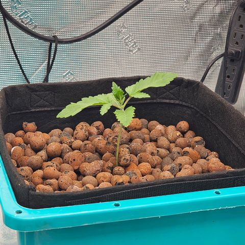 Ricky Bobby #1 (LIT) growlog timeline photo