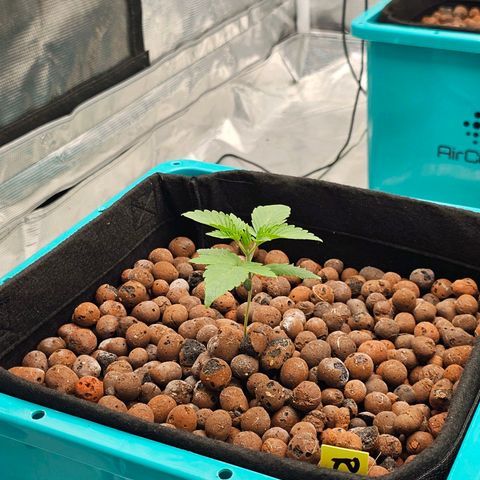 Rainbow candy #1 (LIT) growlog timeline photo