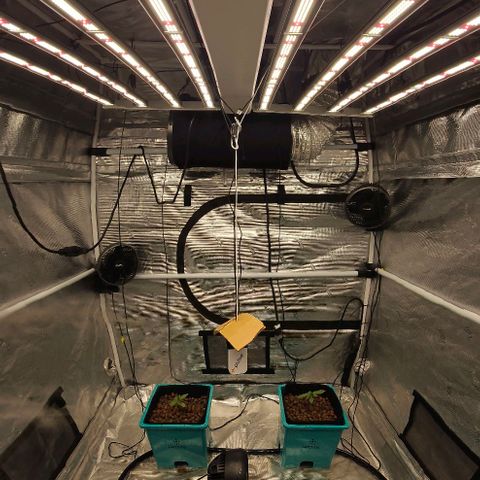 Rainbow candy #1 (LIT) growlog timeline photo