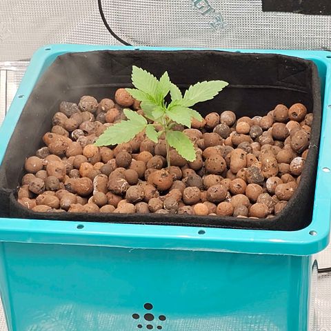 Rainbow candy #1 (LIT) growlog timeline photo