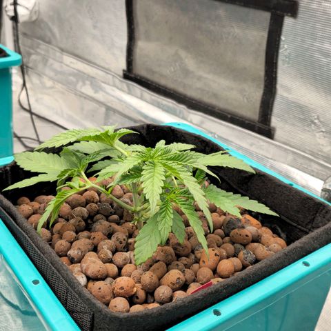 Rainbow candy #1 (LIT) growlog timeline photo