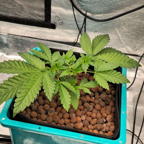 Ricky Bobby #1 (LIT) growlog timeline photo