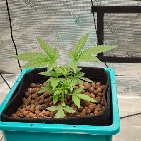 Rainbow candy #1 (LIT) growlog timeline photo