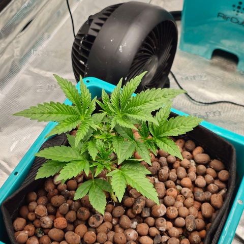 Rainbow candy #1 (LIT) growlog timeline photo