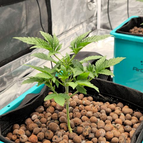 Rainbow candy #1 (LIT) growlog timeline photo