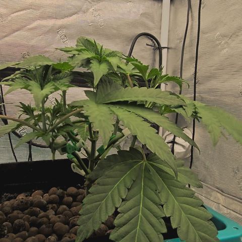 Ricky Bobby #1 (LIT) growlog timeline photo