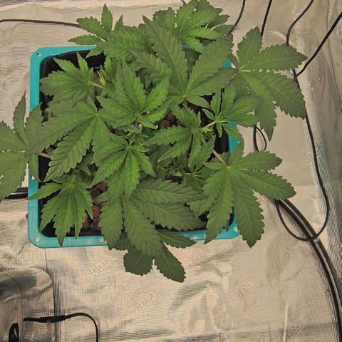 Ricky Bobby #1 (LIT) growlog timeline photo