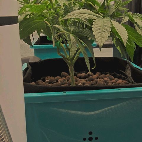 Rainbow candy #1 (LIT) growlog timeline photo