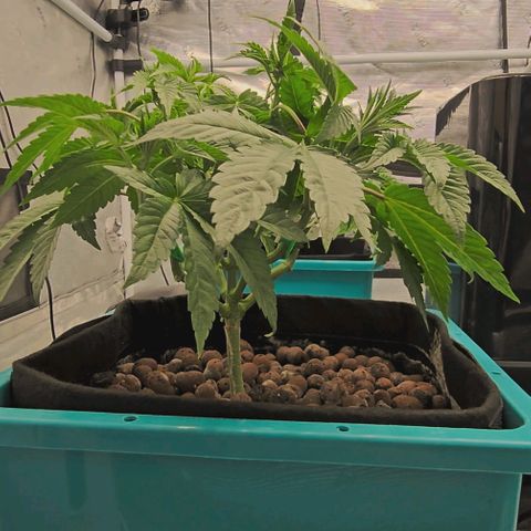 Rainbow candy #1 (LIT) growlog timeline photo