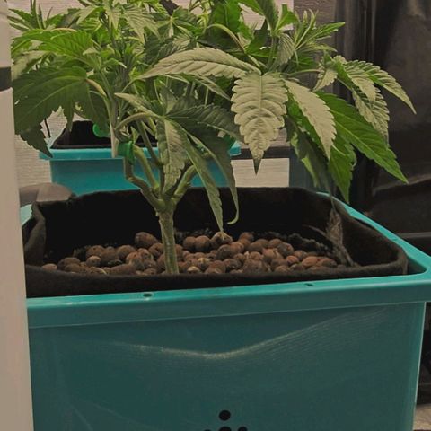 Rainbow candy #1 (LIT) growlog timeline photo