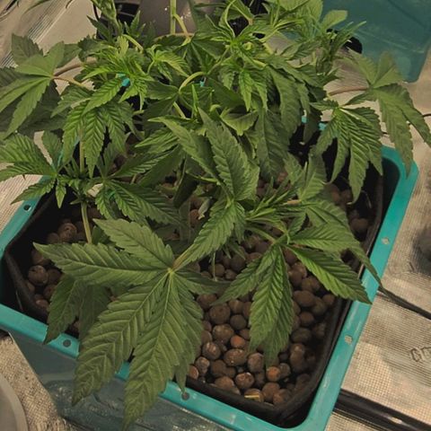 Rainbow candy #1 (LIT) growlog timeline photo