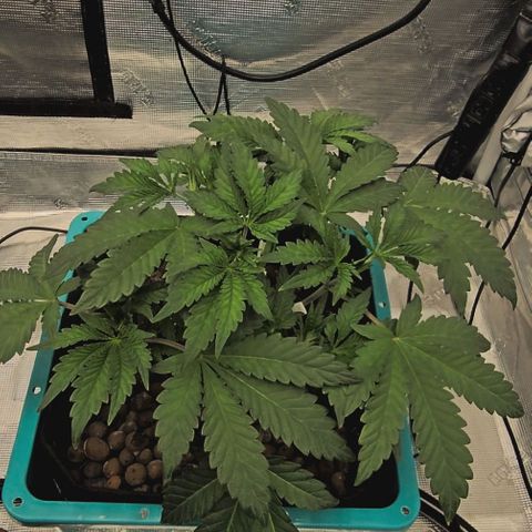 Rainbow candy #1 (LIT) growlog timeline photo