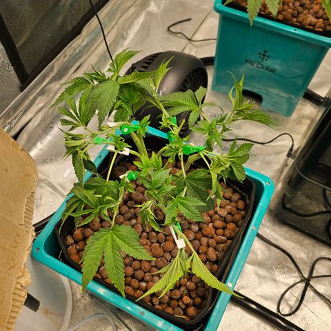 Rainbow candy #1 (LIT) growlog timeline photo