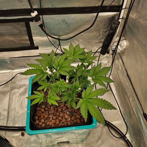 Rainbow candy #1 (LIT) growlog timeline photo