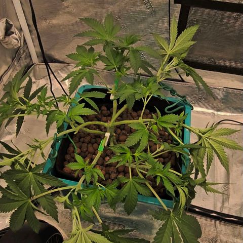Rainbow candy #1 (LIT) growlog timeline photo