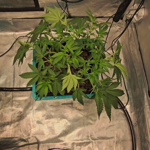 Ricky Bobby #1 (LIT) growlog timeline photo