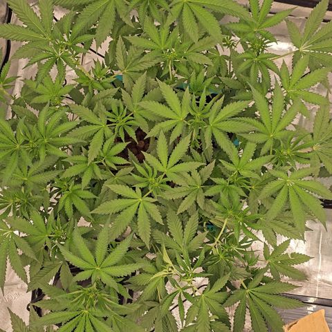 Rainbow candy #1 (LIT) growlog timeline photo