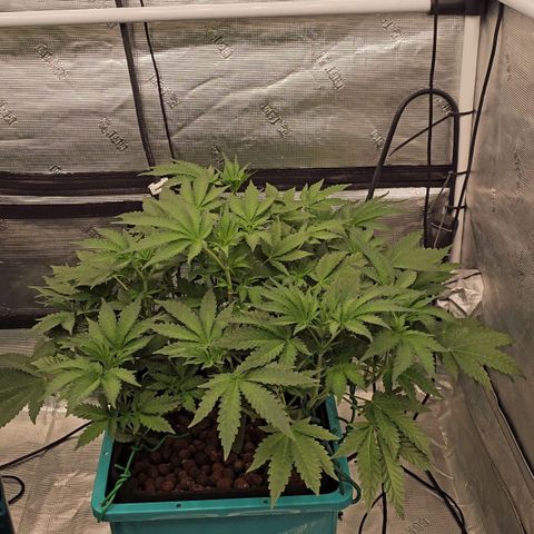 Ricky Bobby #1 (LIT) growlog timeline photo