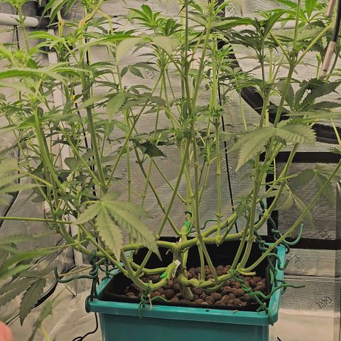 Rainbow candy #1 (LIT) growlog timeline photo