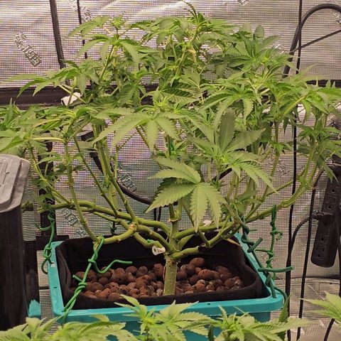 Ricky Bobby #1 (LIT) growlog timeline photo