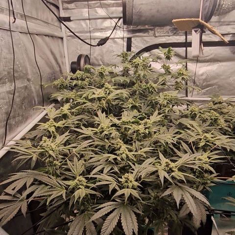 Rainbow candy #1 (LIT) growlog timeline photo