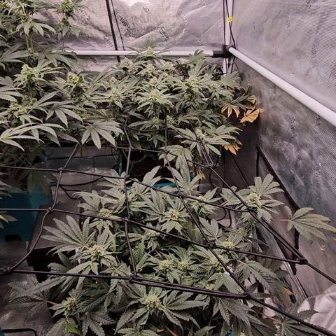 Ricky Bobby #1 (LIT) growlog timeline photo