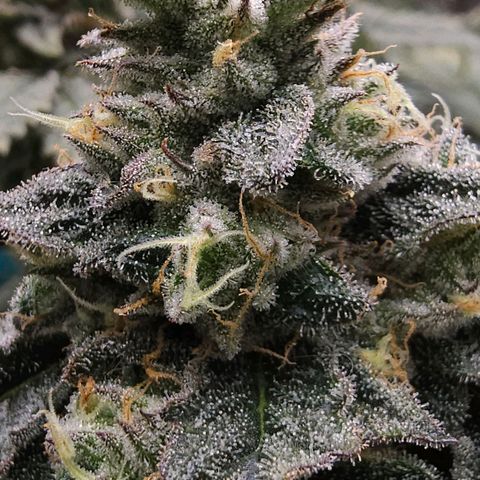 Ricky Bobby #1 (LIT) growlog timeline photo