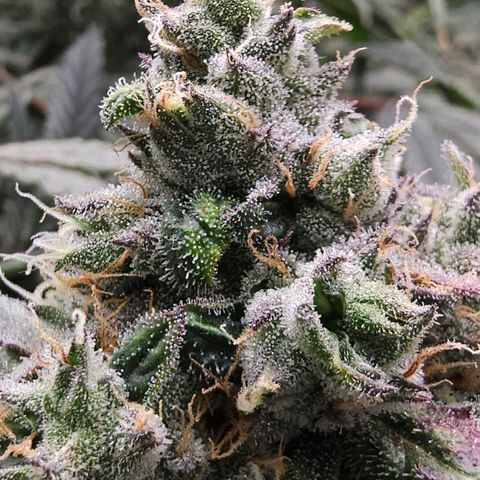 Rainbow candy #1 (LIT) growlog timeline photo