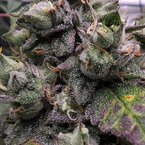 Rainbow candy #1 (LIT) growlog timeline photo