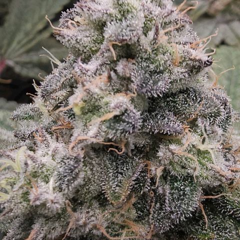 Ricky Bobby #2 (LIT) growlog in 5x5