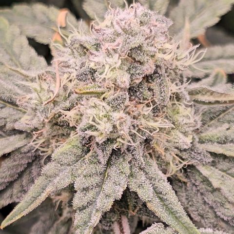 Rainbow candy #1 (LIT) growlog timeline photo