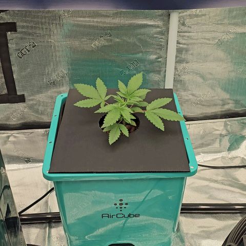The Queen S1 #2 growlog timeline photo
