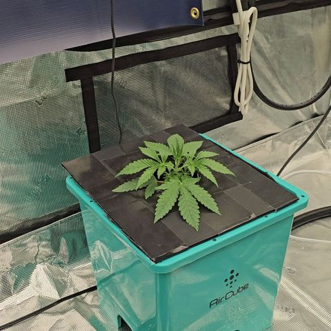 The Queen S1 #3 growlog timeline photo