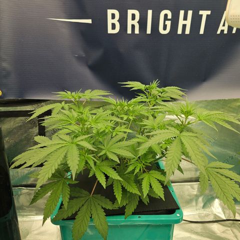 The Queen S1 #2 growlog timeline photo