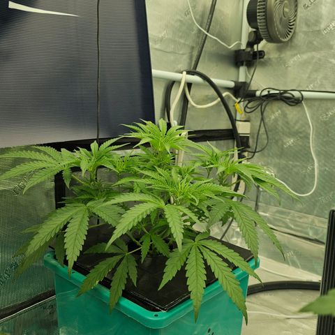The Queen S1 #3 growlog timeline photo